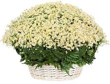 Цветочная композиция из Ромашки в корзине #REPLACE_PRED# Кузоватово